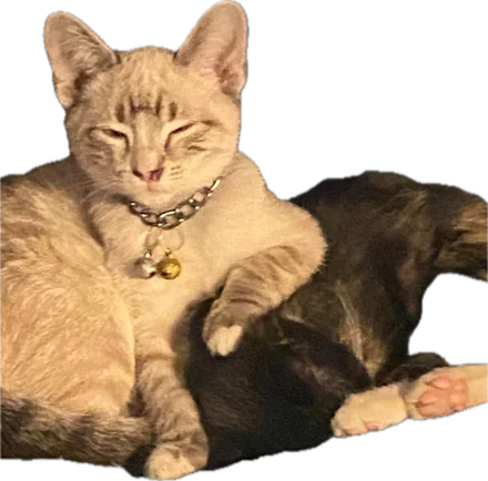 two cats snuggling